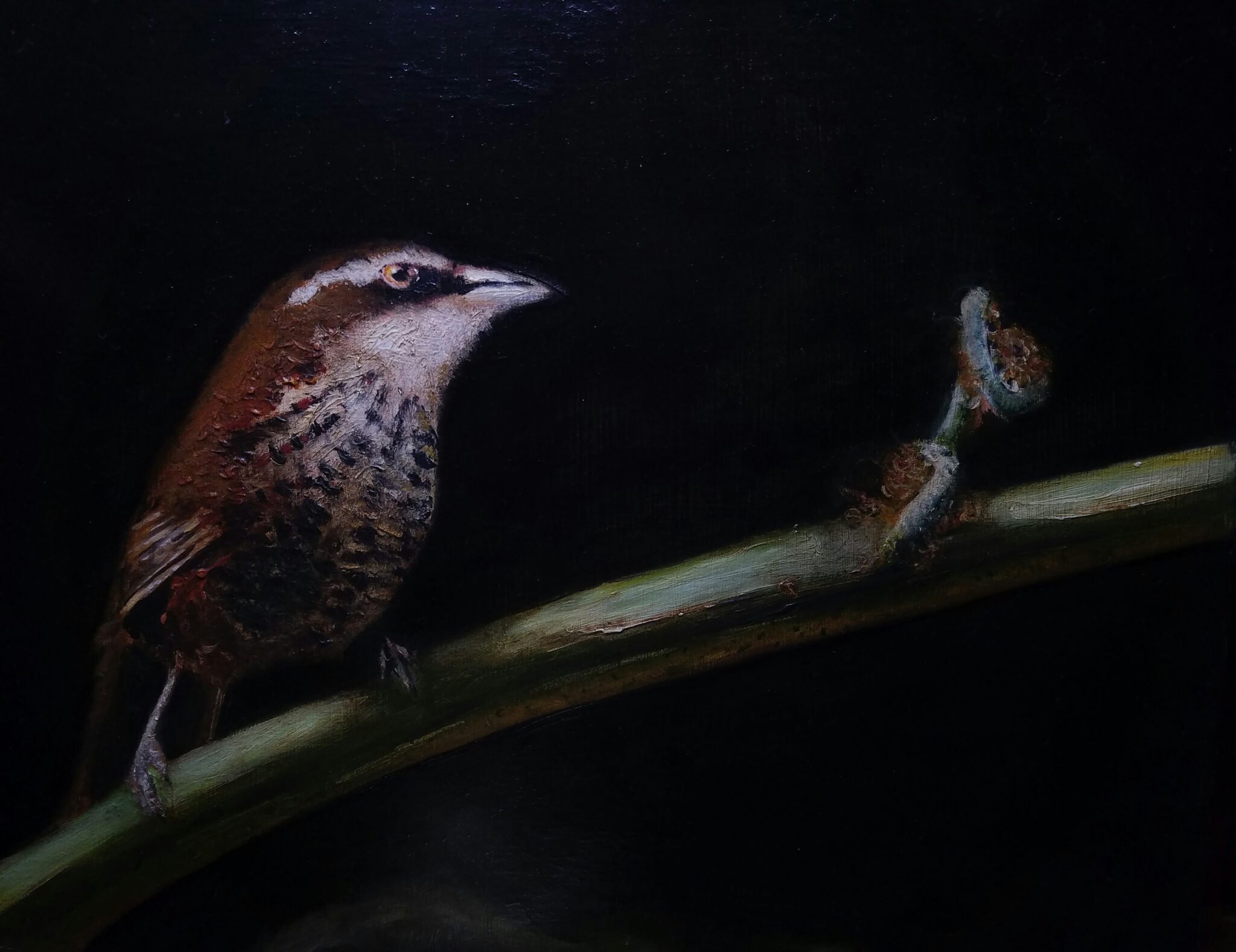 Bird on a branch in a dark background, showcasing intricate feathers and natural artistry.